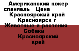 Американский кокер спаниель › Цена ­ 15 000 - Красноярский край, Красноярск г. Животные и растения » Собаки   . Красноярский край